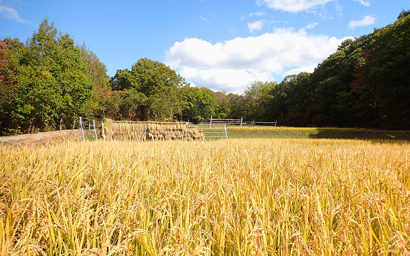 小川の里