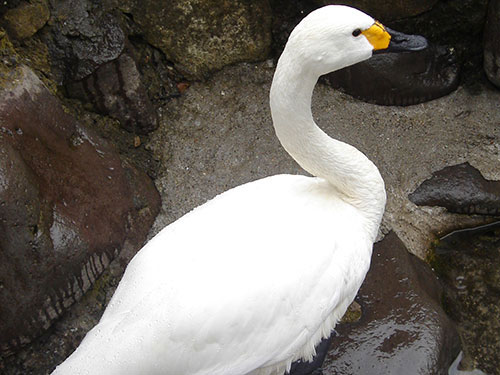 函館公園　コハクチョウ