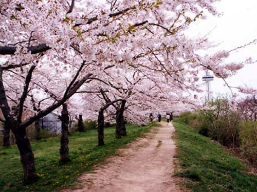 五稜郭公園　桜並木