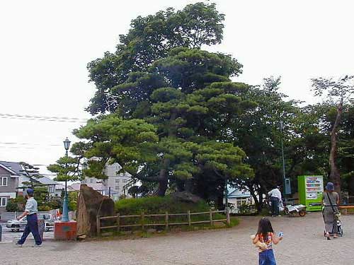 高田屋の松