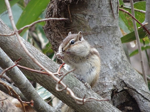 エゾシマリス