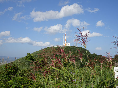 ススキ咲く入江山