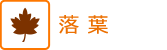 紅葉情報　落葉