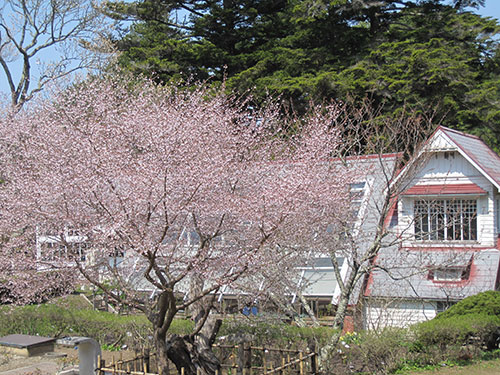 温室と桜