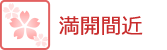 開花情報・桜　満開間近