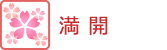 開花情報・桜　満開