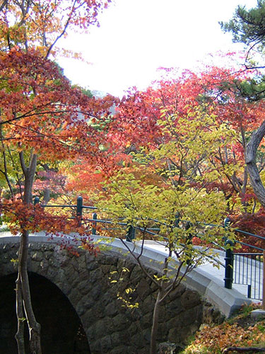 函館公園　白川橋