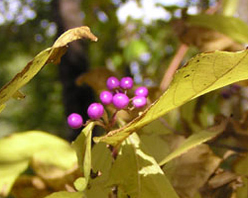 自生する樹木・野草