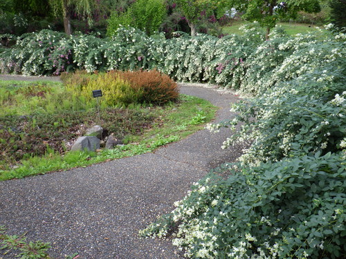 花の丘ゾーン　萩の花