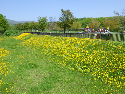 野原の丘ゾーン　野原風景