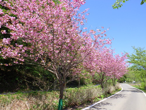 小川の里ゾーン　園路のサトザクラ