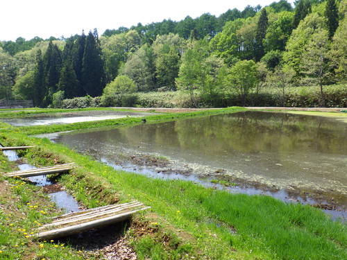 小川の里ゾーン　水田風景