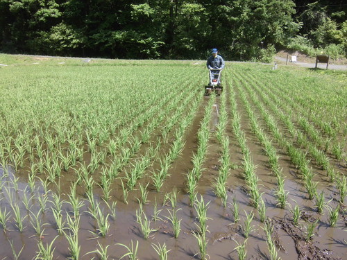 小川の里ゾーン　水田除草