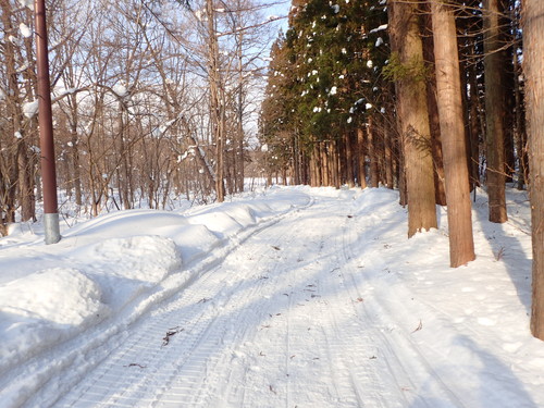 里の森ゾーン　園路３