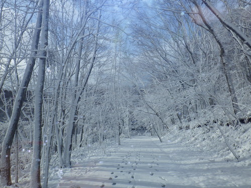 里の森ゾーン　里の森園路