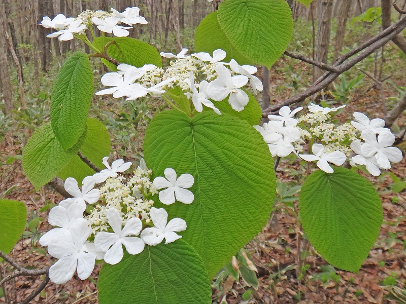 自生する樹木 野草 北海道立 道南四季の杜公園 ページ 3