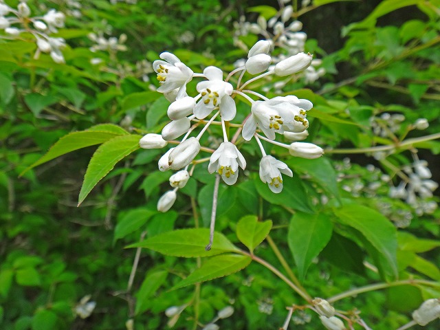 自生する樹木 野草 北海道立 道南四季の杜公園