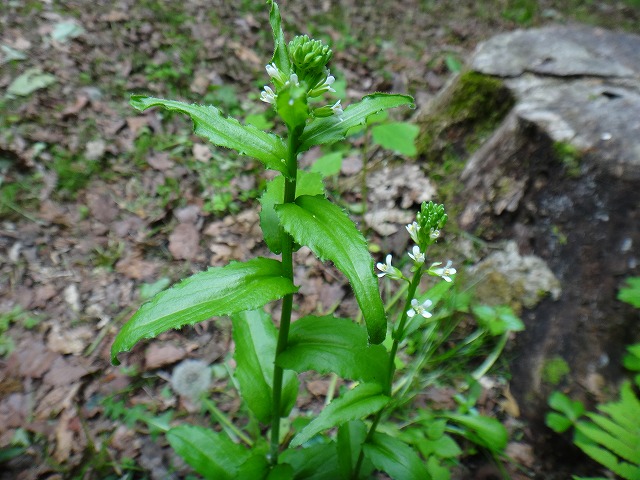 自生する樹木・野草 | 北海道立 道南四季の杜公園